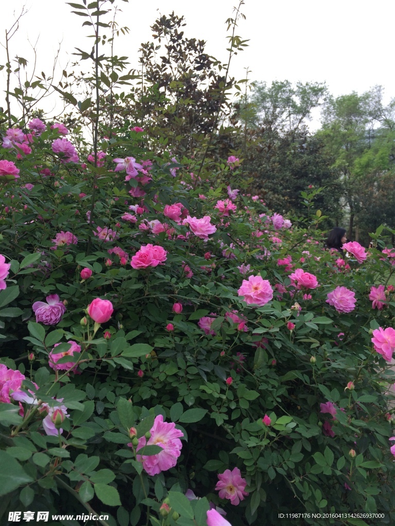 蔷薇花