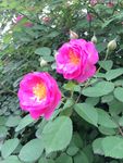 蔷薇花