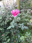 蔷薇花