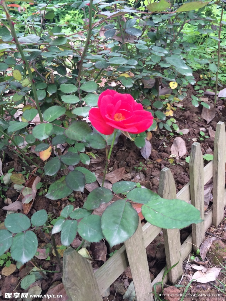 蔷薇花