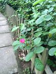 蔷薇花
