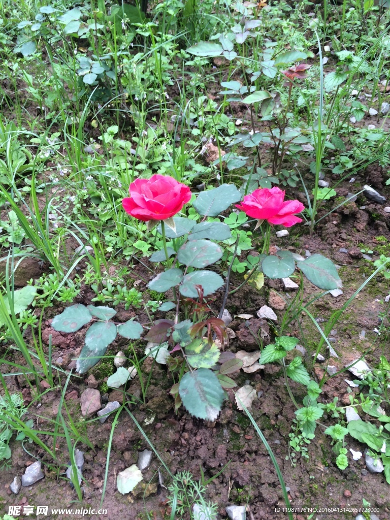 蔷薇花