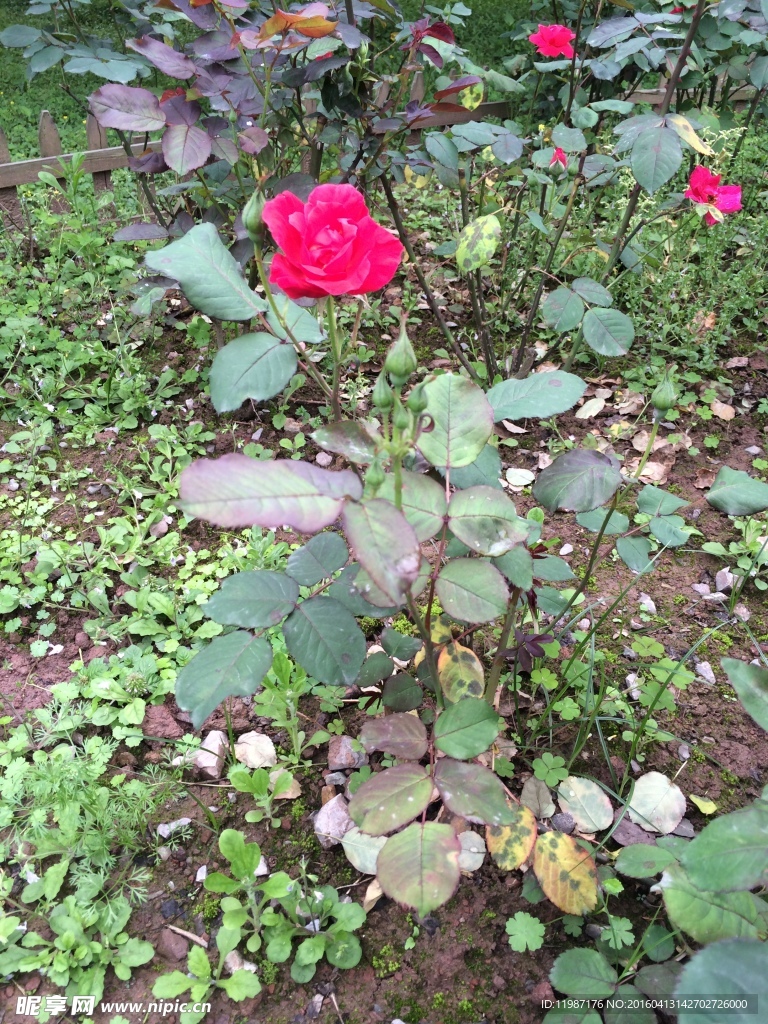 蔷薇花