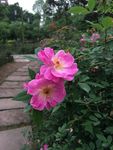 蔷薇花