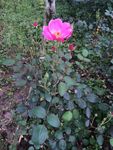 蔷薇花