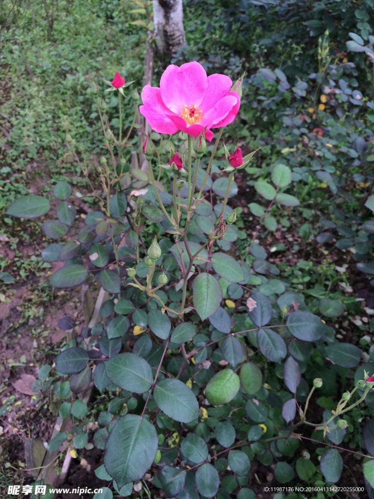 蔷薇花