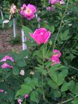 蔷薇花