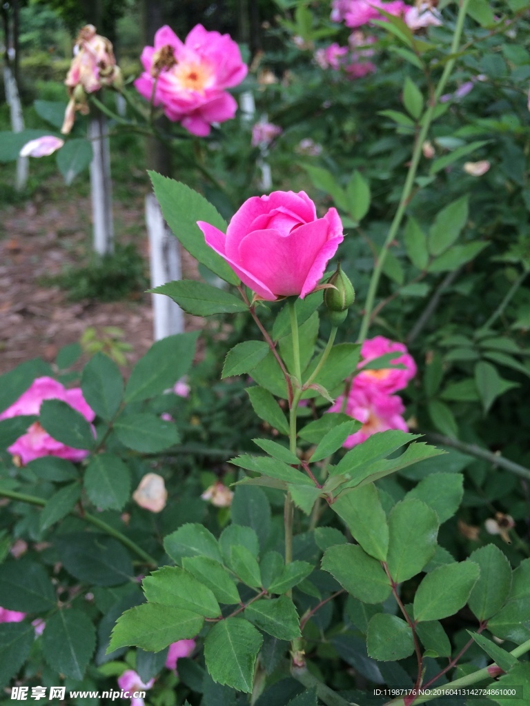 蔷薇花