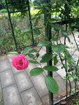 蔷薇花