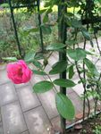 蔷薇花