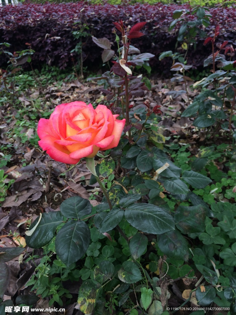 蔷薇花