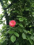 蔷薇花