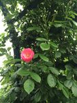 蔷薇花