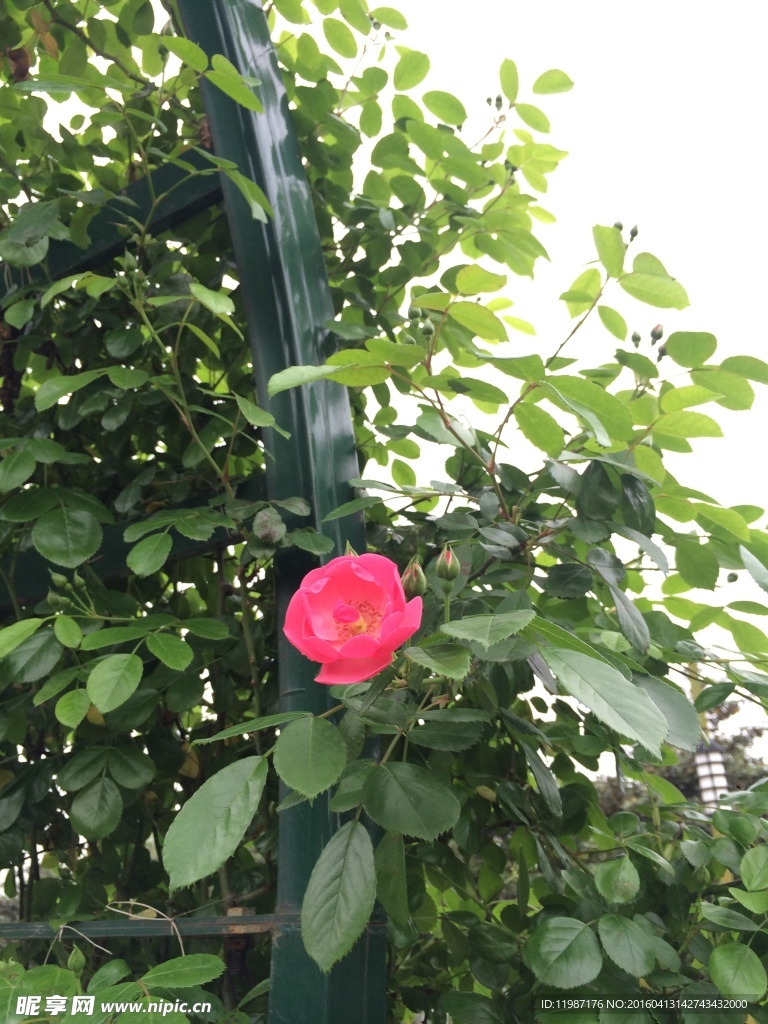 蔷薇花