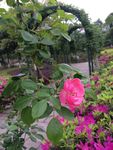 蔷薇花