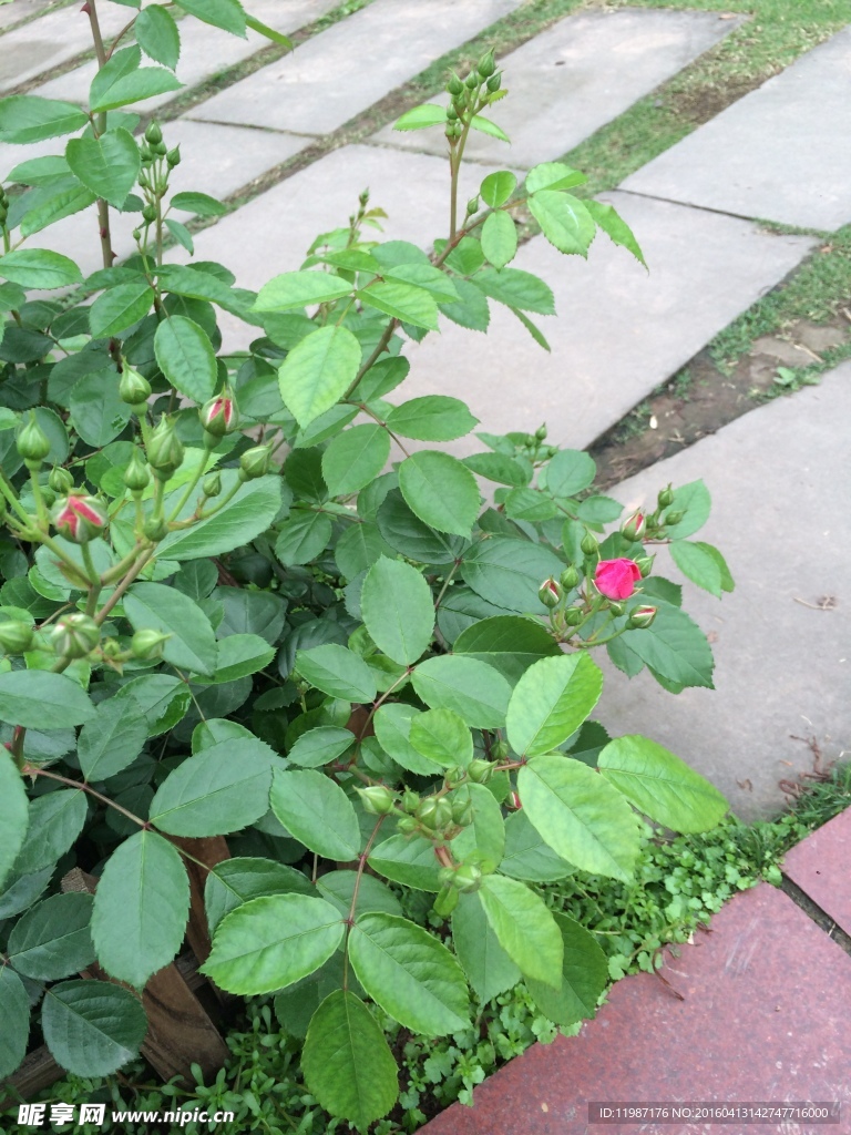 蔷薇花