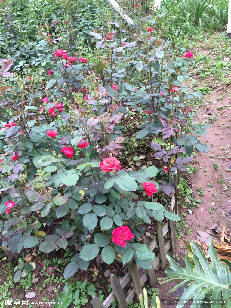 蔷薇花