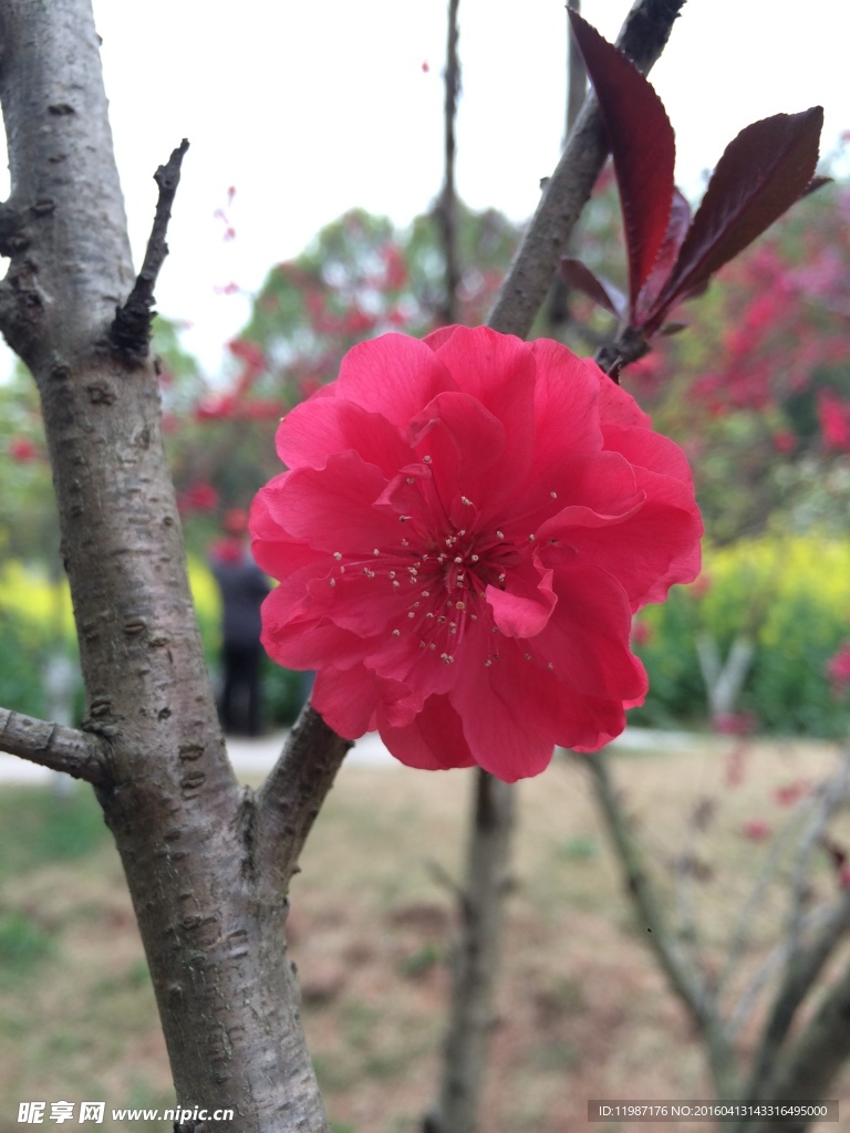 梅花
