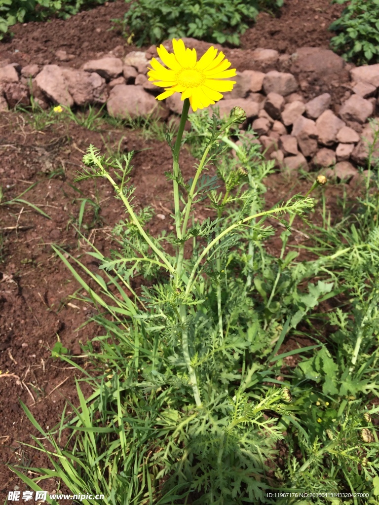 茼蒿花
