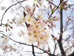 桃树花