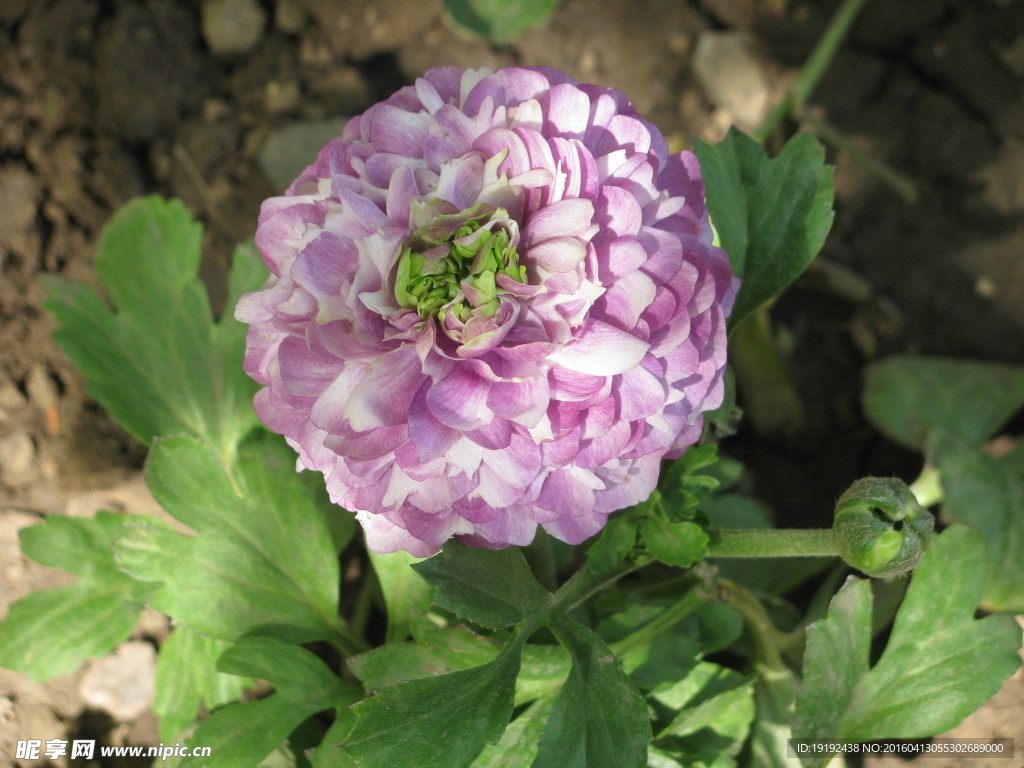 花毛茛