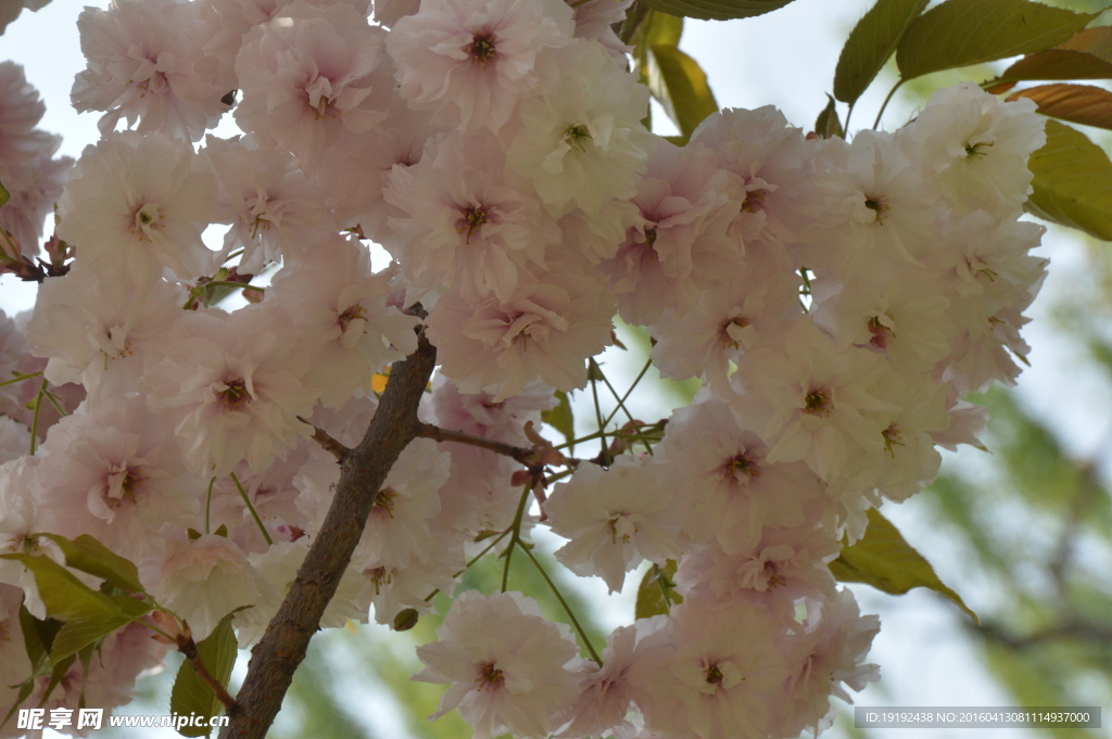 樱花