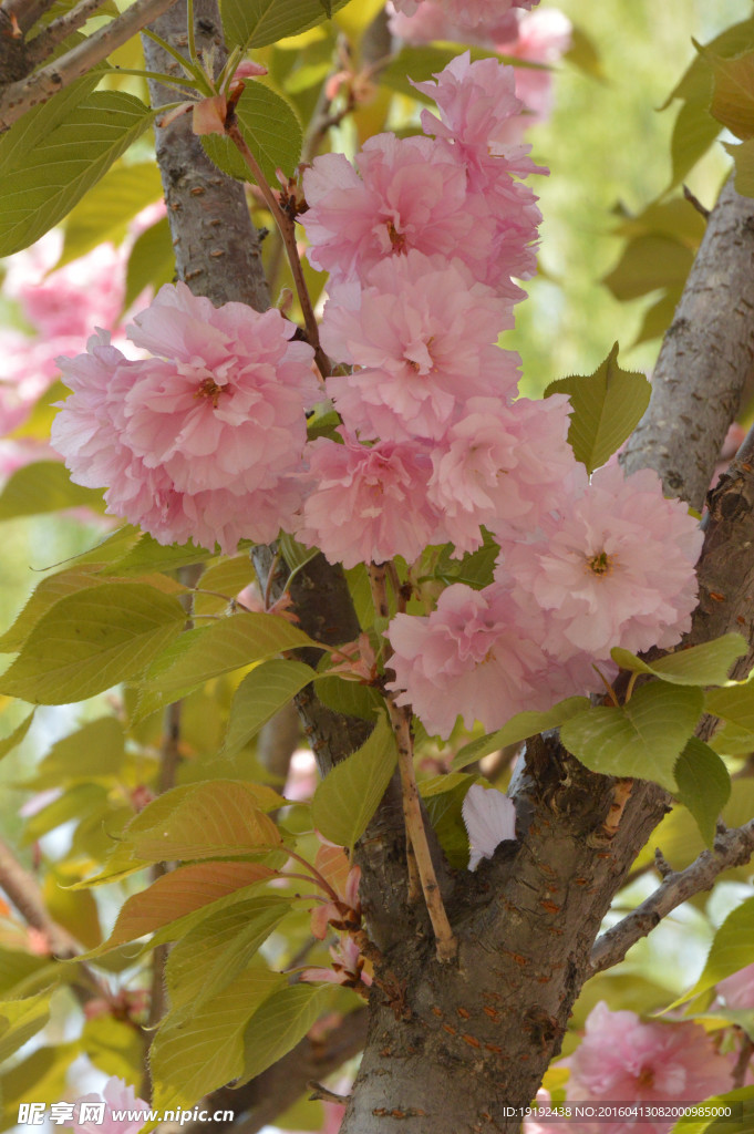 樱花