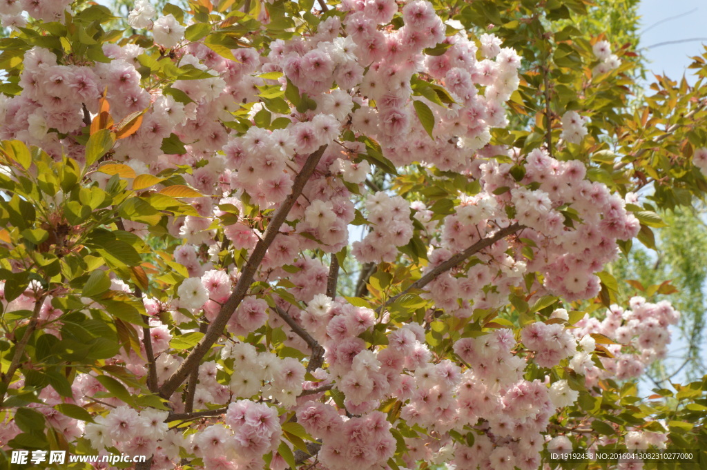 樱花