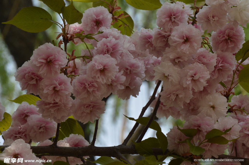 樱花