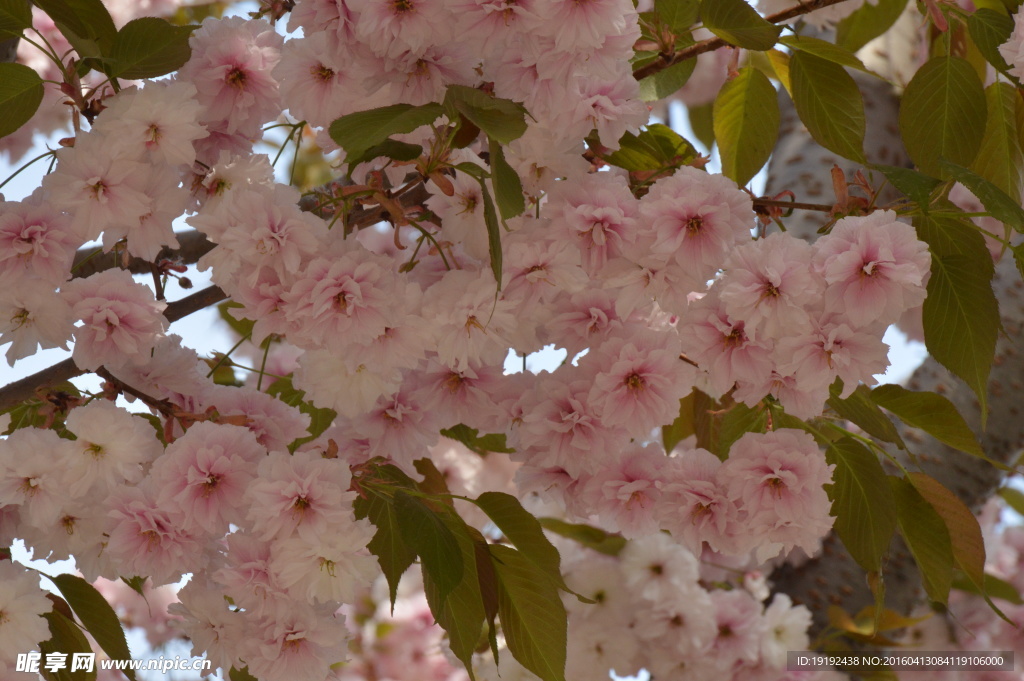 樱花