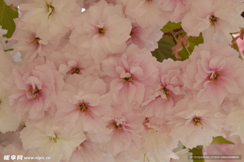 樱花