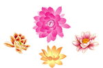 荷花