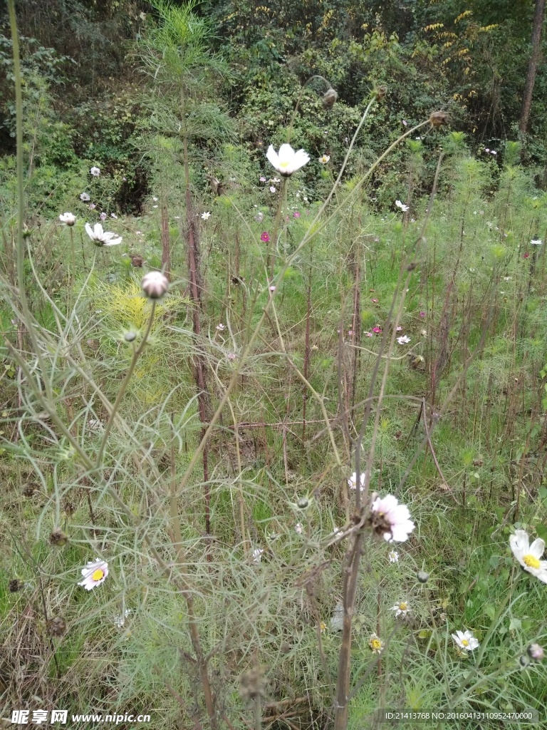 波斯菊