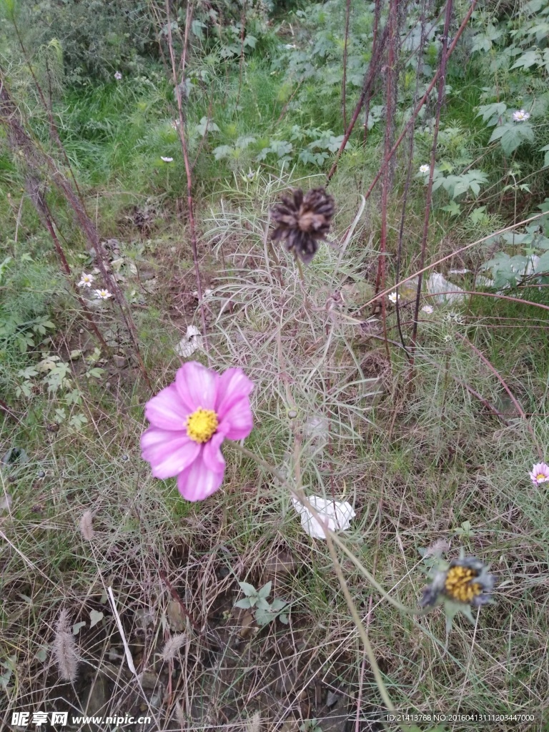 波斯菊