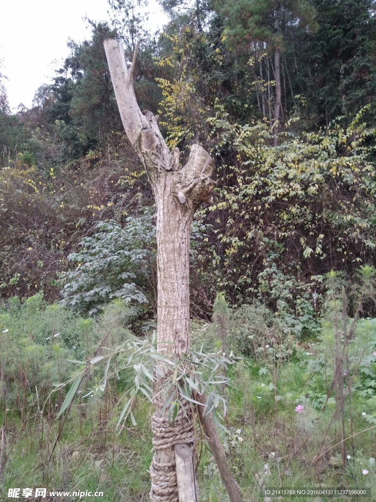 树木