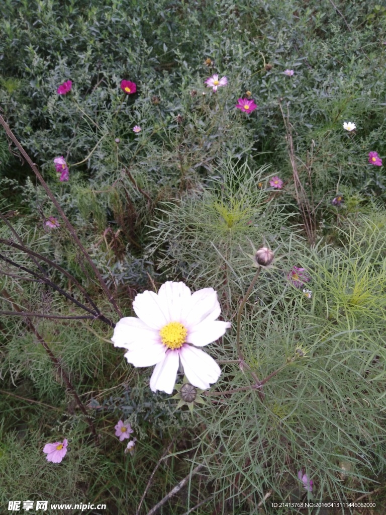 波斯菊