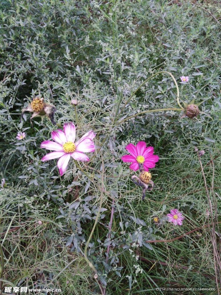 波斯菊