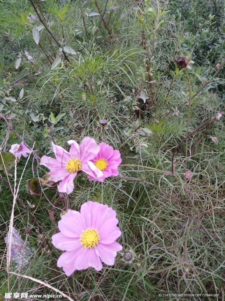 波斯菊