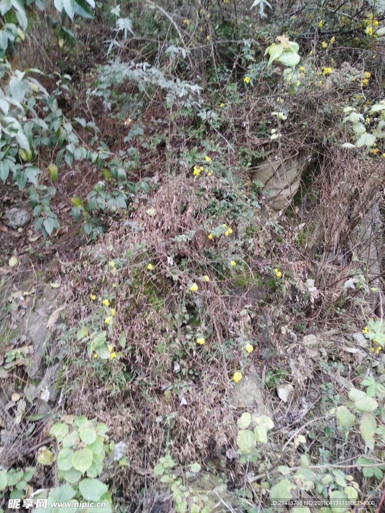 草丛
