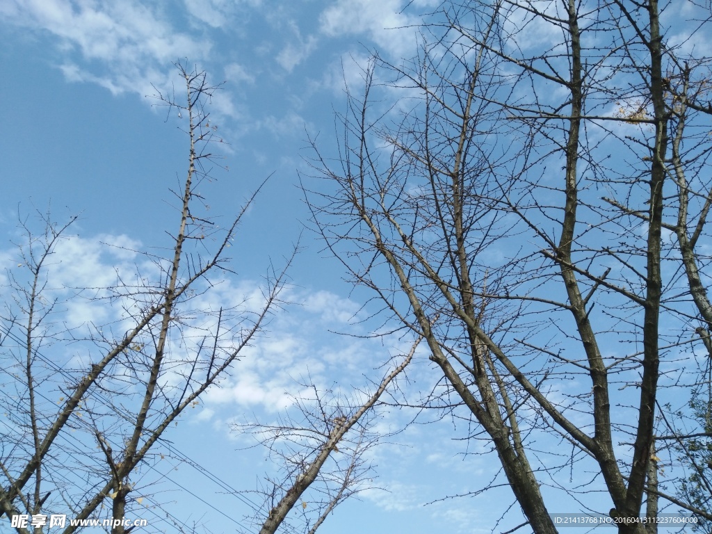 树枝