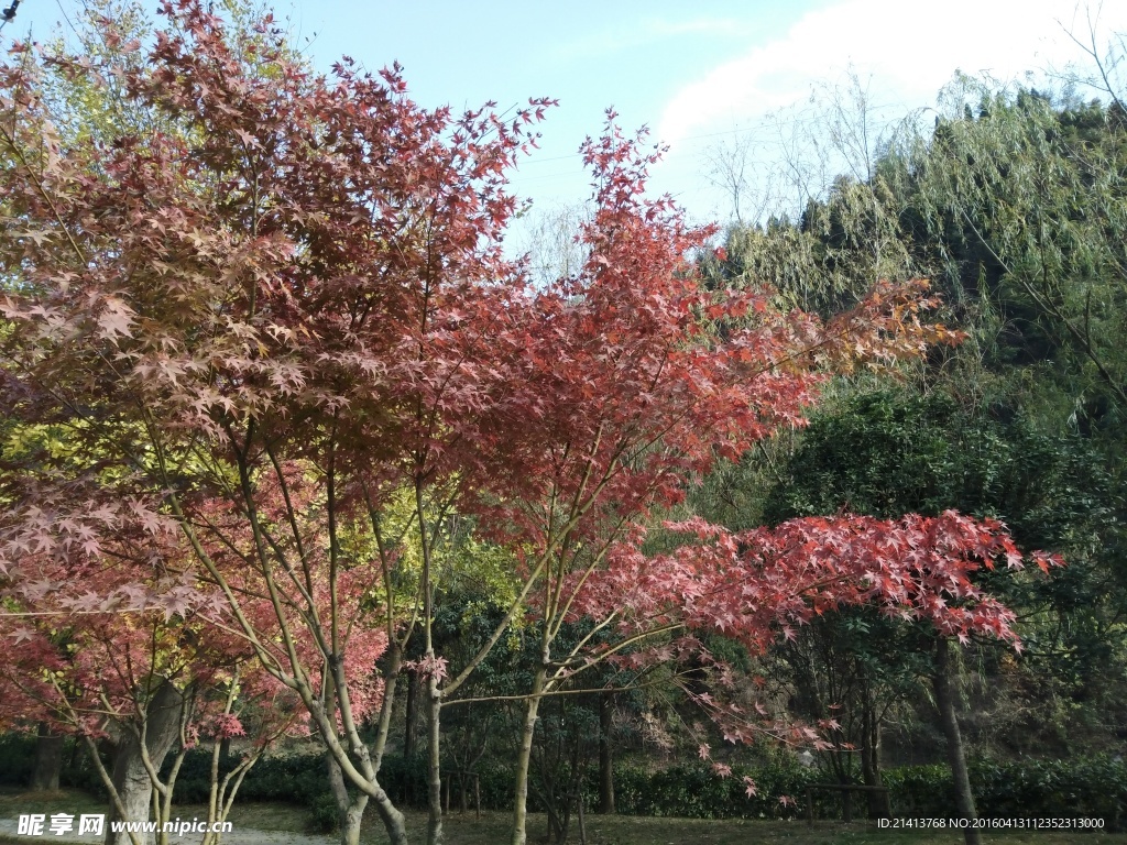 枫树