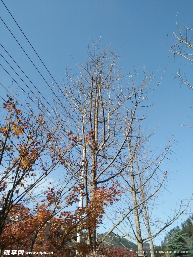 枫树