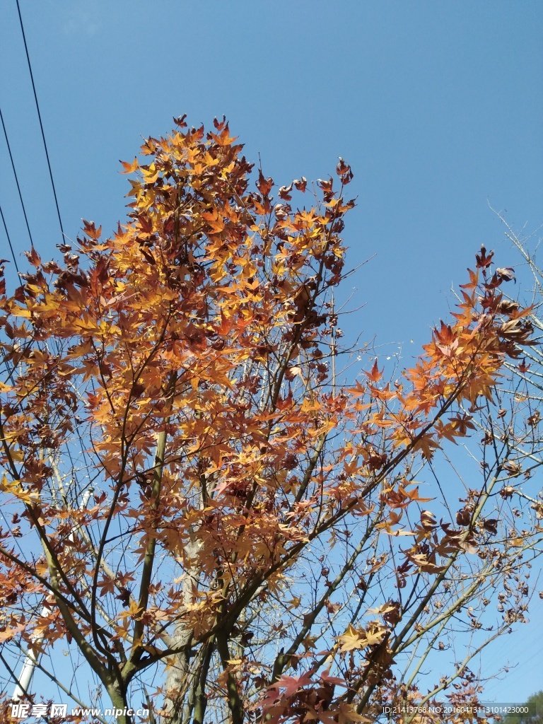 枫树