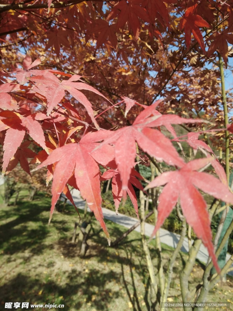 红枫