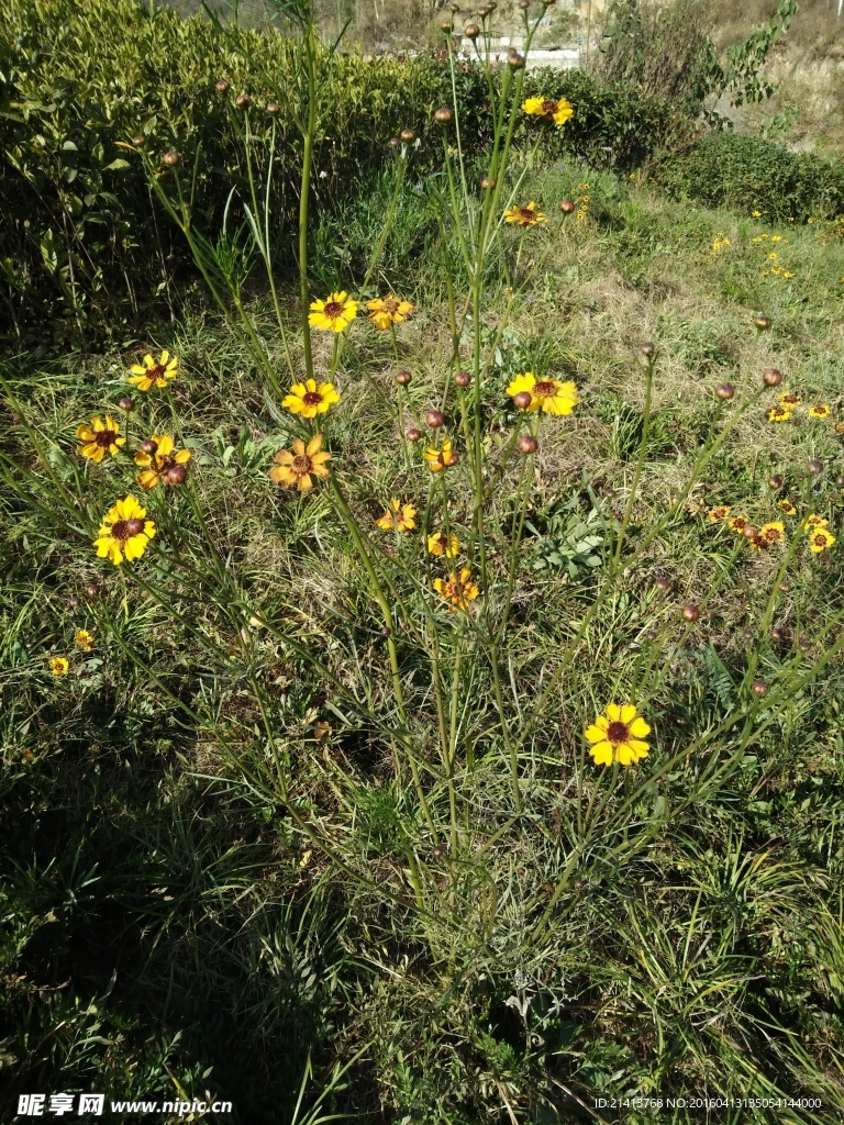 两色金鸡菊