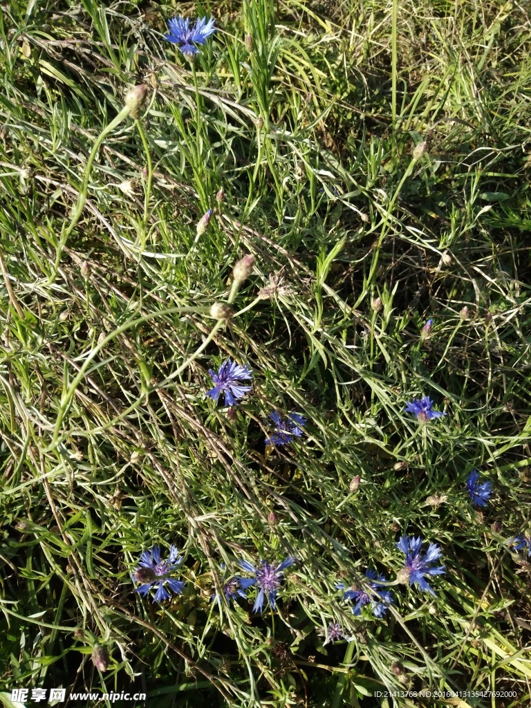 失车菊