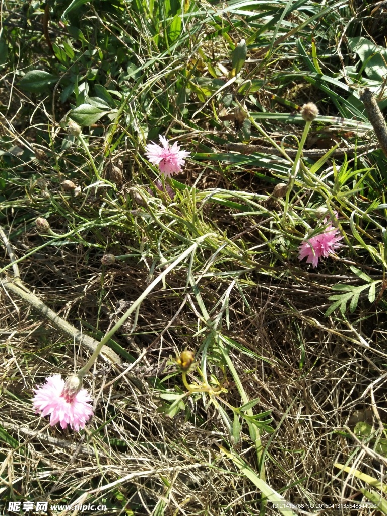 失车菊