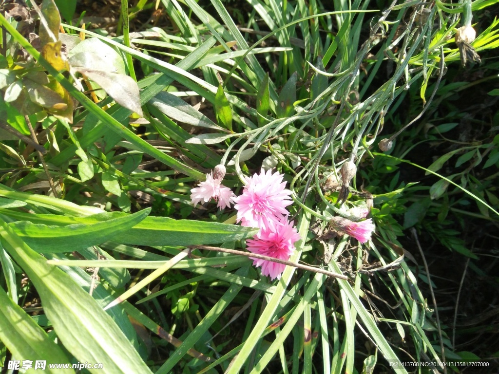 失车菊