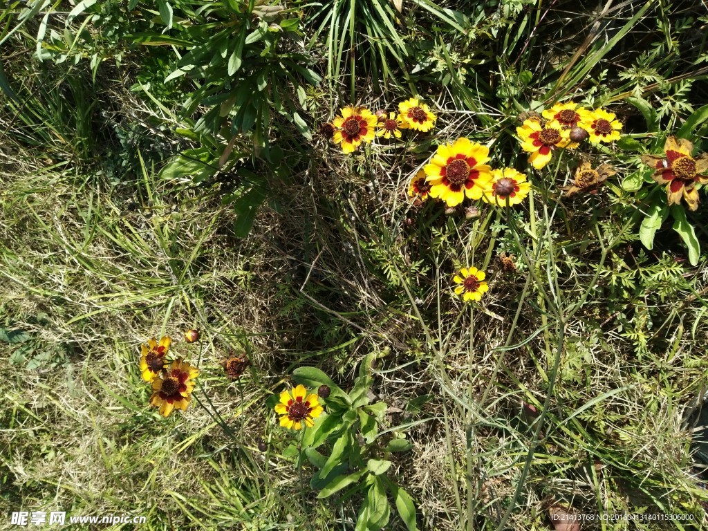 两色金鸡菊