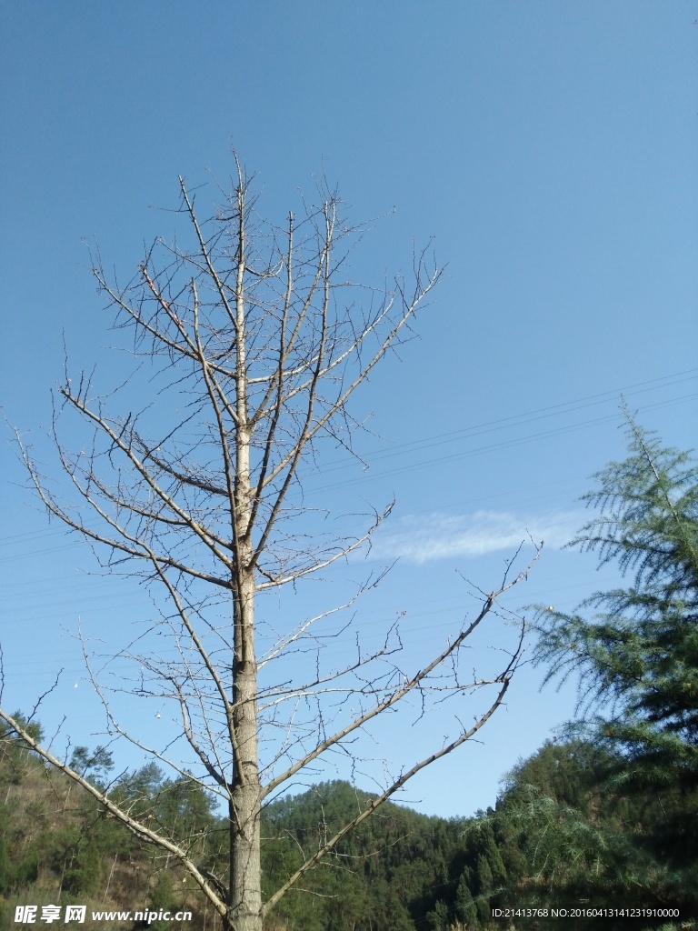 树枝